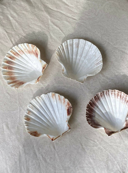 SHELL DISHES