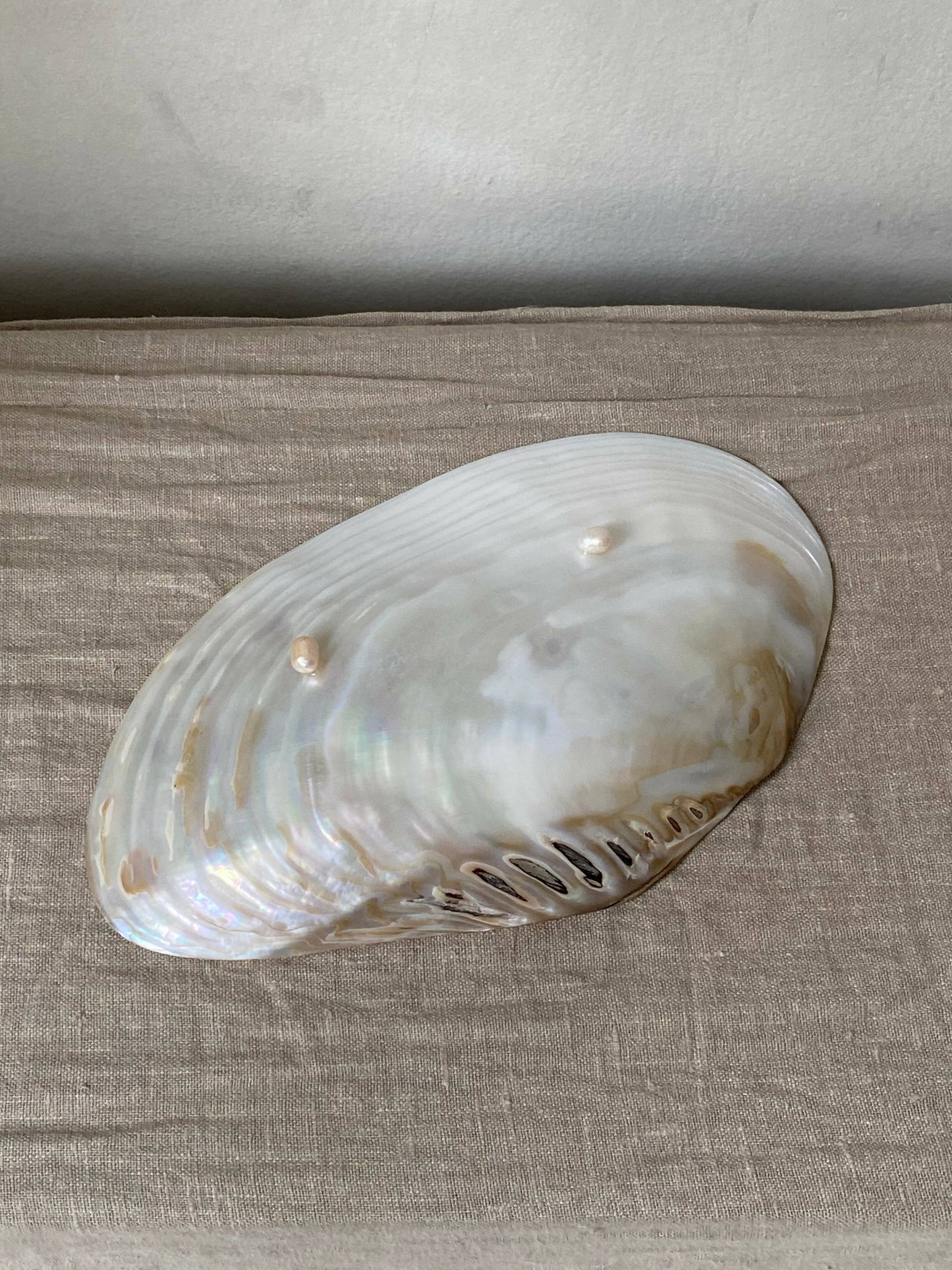 NATURAL SHELL DISH WITH PEARL FEET