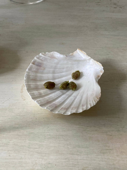 SHELL DISHES