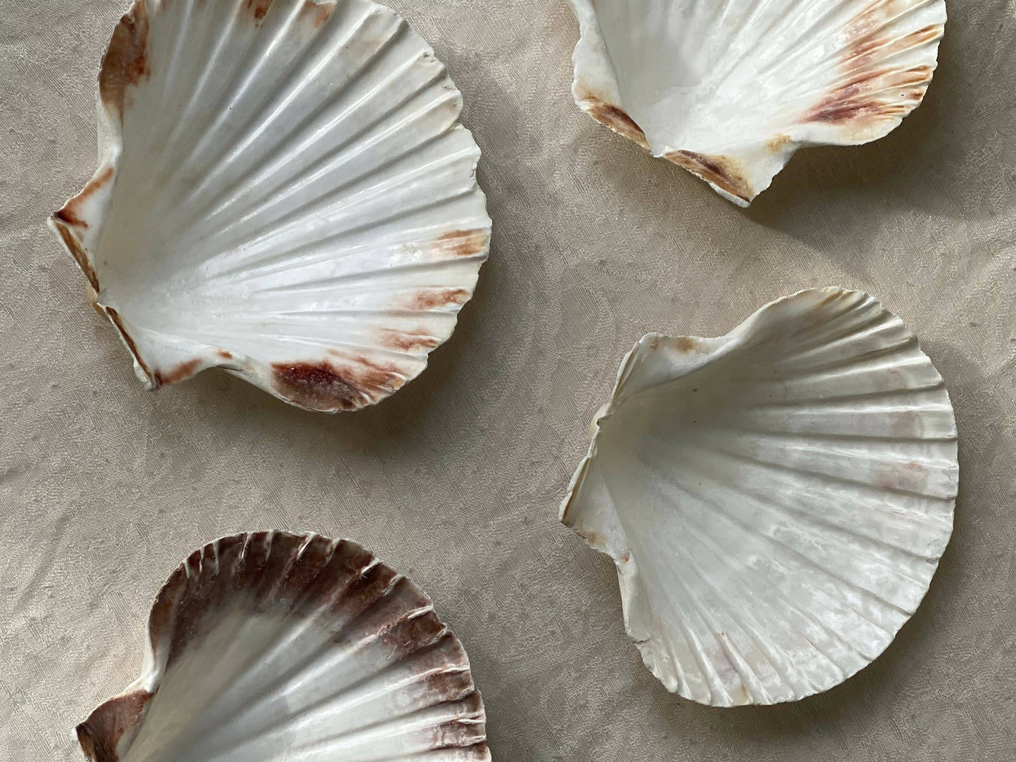 SHELL DISHES